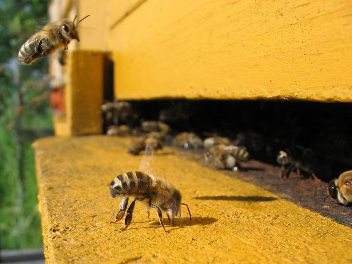 как вылечить аскосфероз пчел