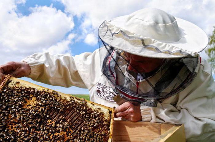 Пчеловодство в Украине как бизнес