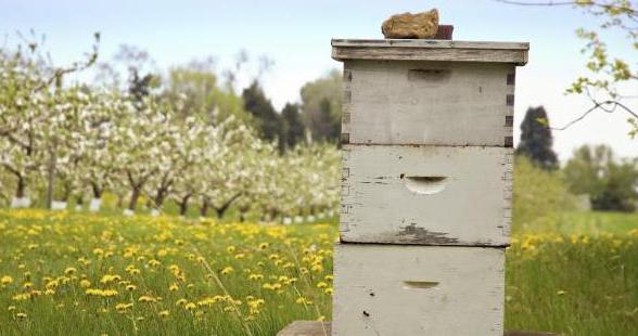 Пчеловодство без границ Украина