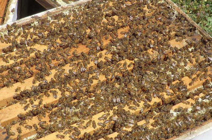 Пчеловодство на юге Украины