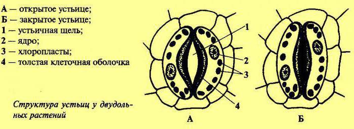 части растений