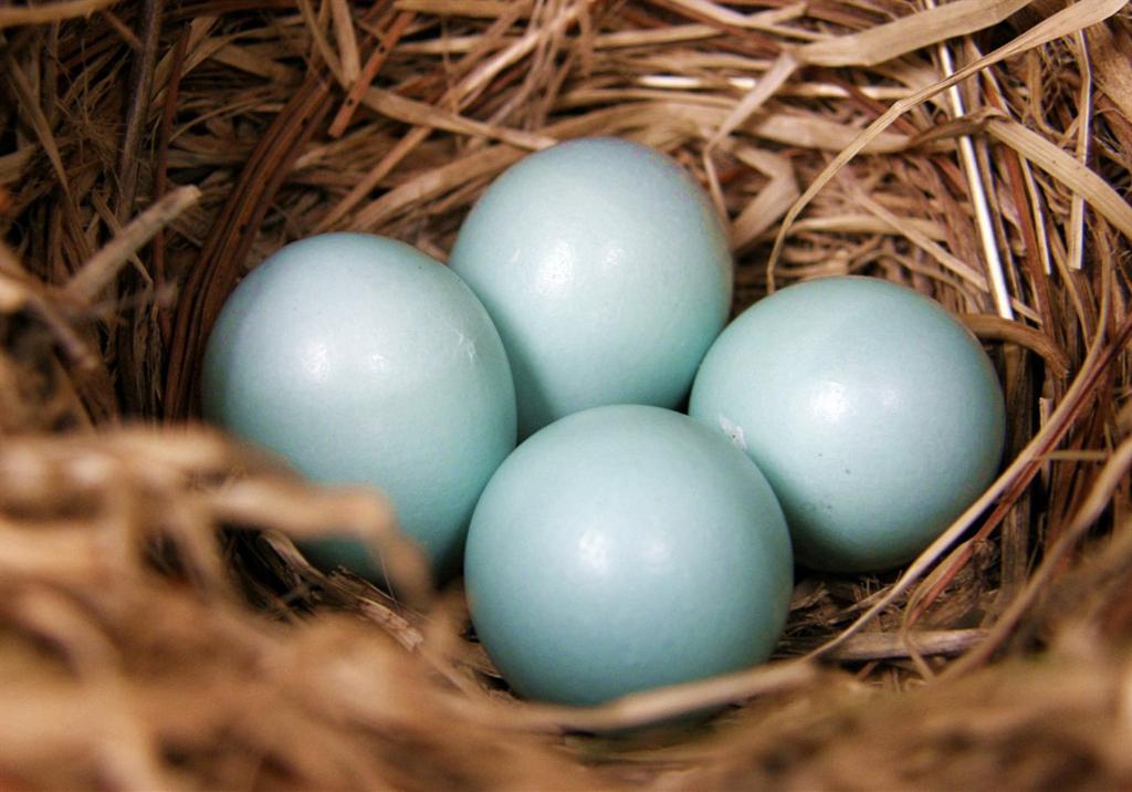 яйца в гнезде