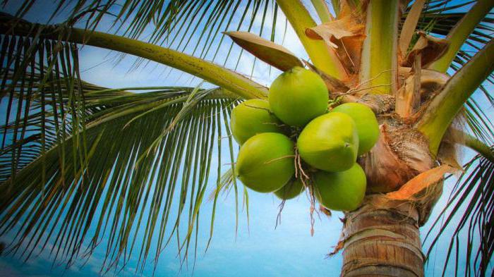 кокосовый субстрат в брикетах как использовать