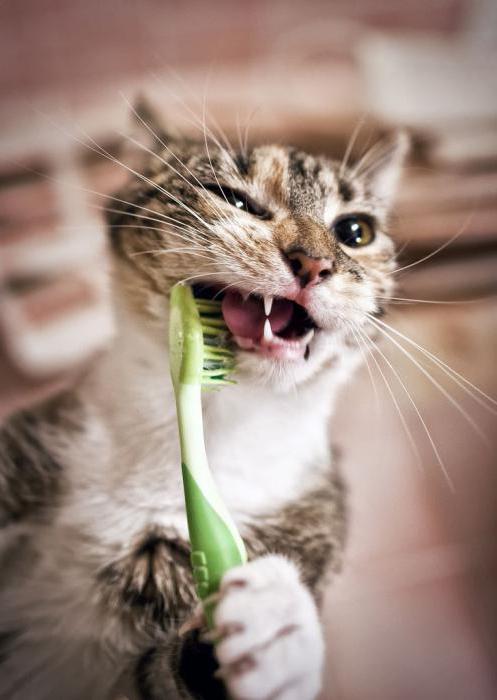 профилактика зубного камня у кошек