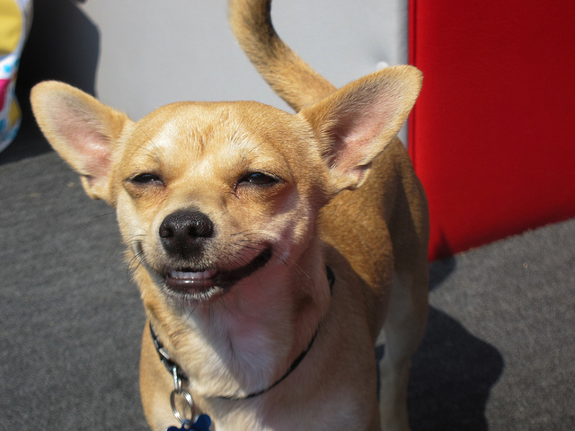 фото усмехающейся собаки