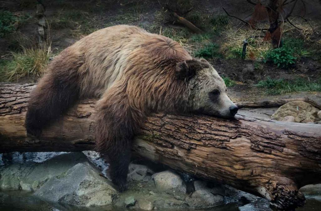 Отдыхающий медведь гризли