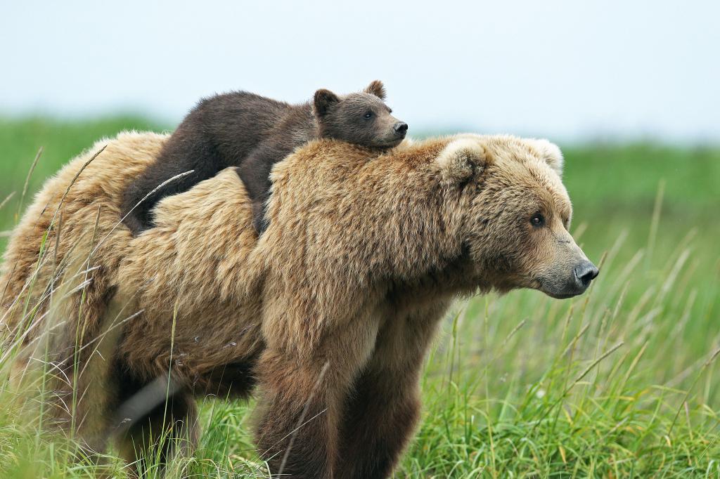 Медведица с медвежонком