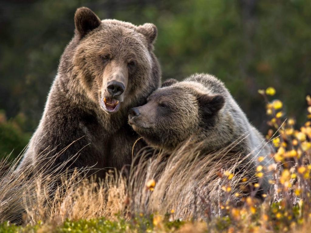 Британская Колумбия, два медведя гризли