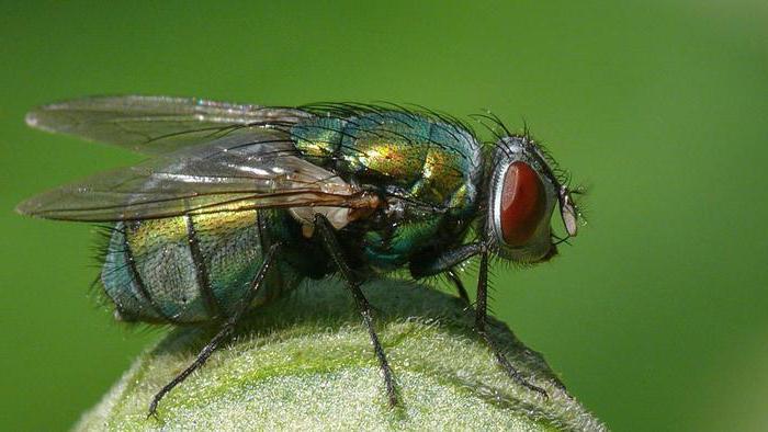 Зеленая мясная муха