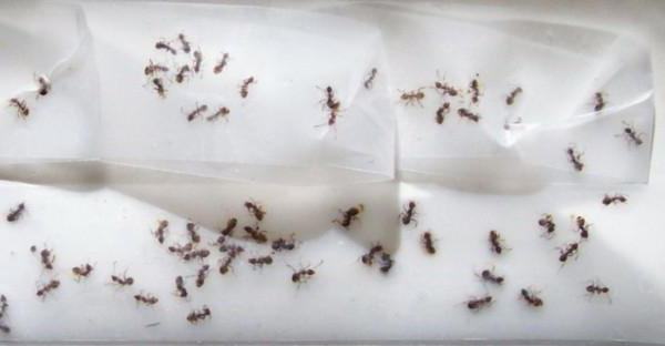 средства борьбы с домашними муравьями