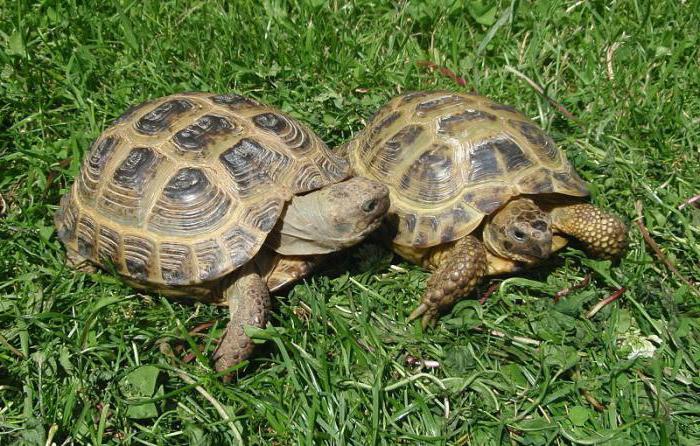 среднеазиатские сухопутные черепахи уход