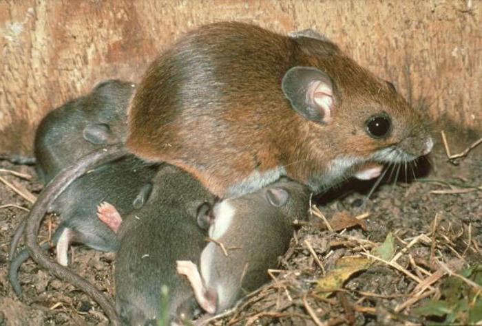 сколько живет игольчатая мышь