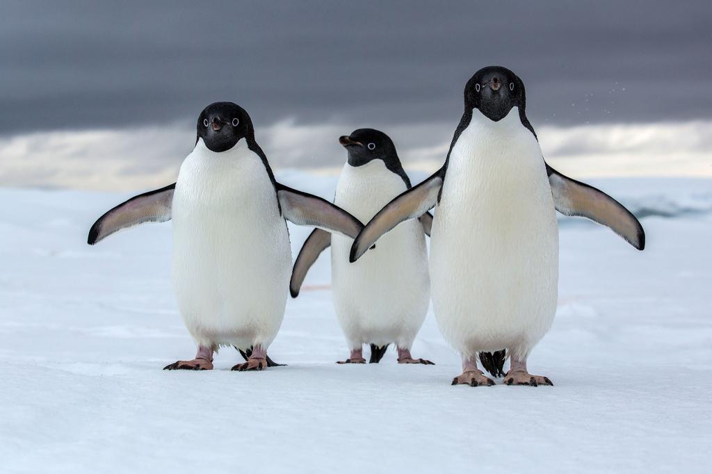 Пингвины Адель