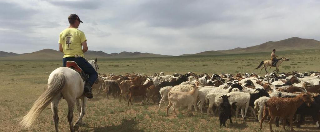 Скотоводство в Монголии