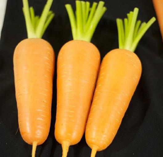 морковь абако отзывы