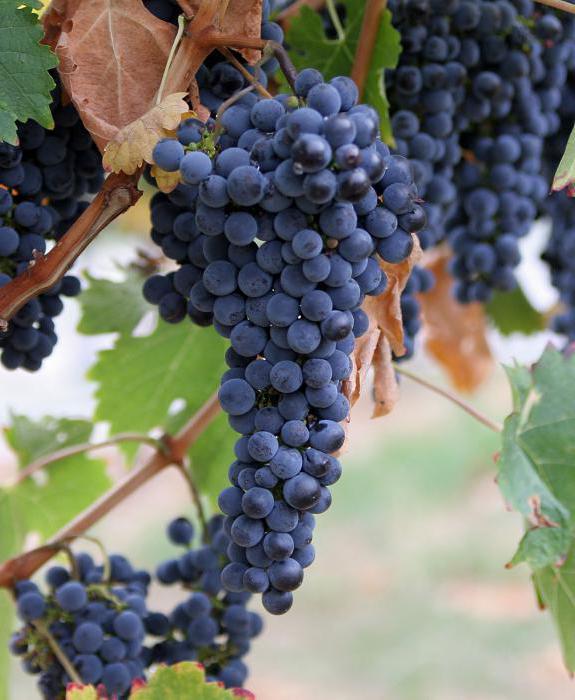 какой сорт винограда лучше посадить в подмосковье