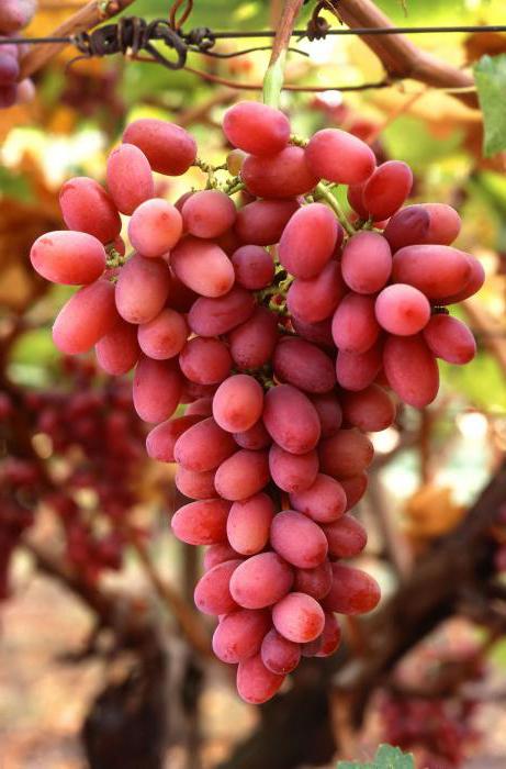 лучшие столовые сорта винограда для подмосковья