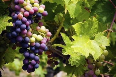 виноград для подмосковья лучшие сорта неукрывной
