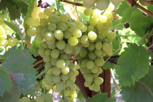 лучшие сорта винограда для подмосковья