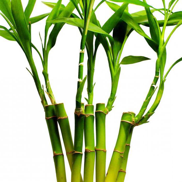 Бамбук это трава или дерево