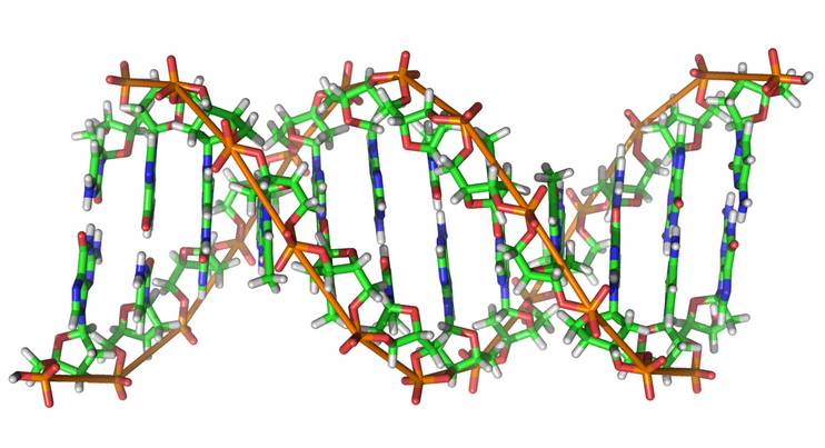 Молекула РНК