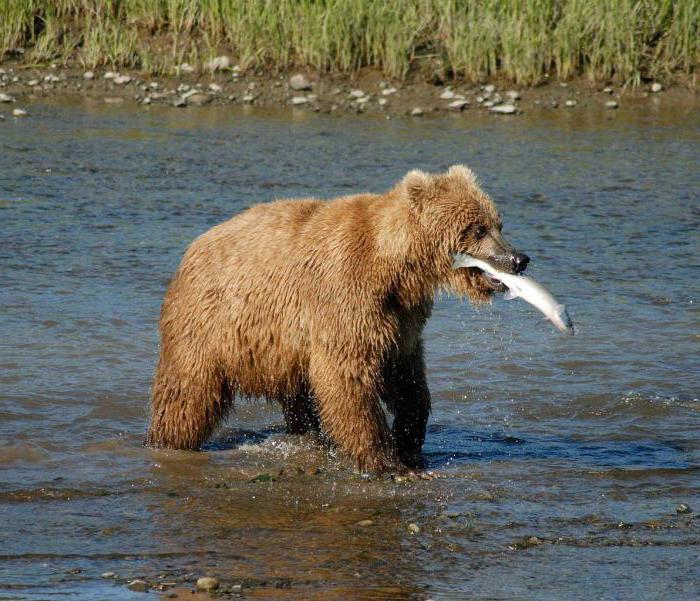 загадки с притяжательными местоимениями