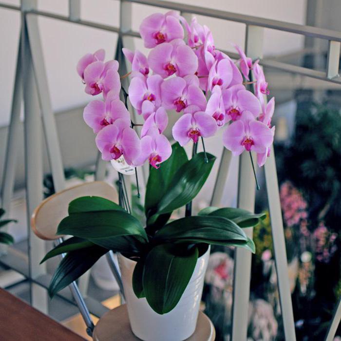 орхидея феланопсис мини сохнет