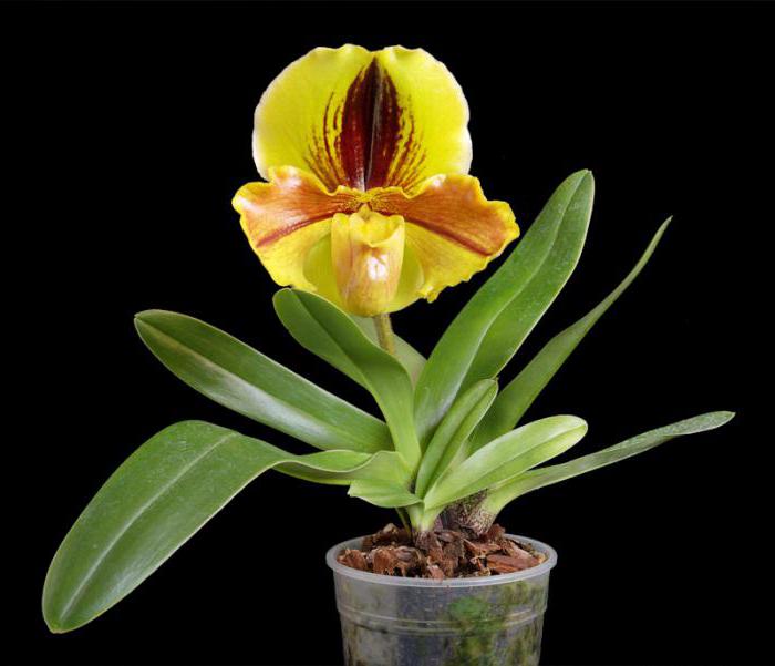 пересадка орхидеи пафиопедилум