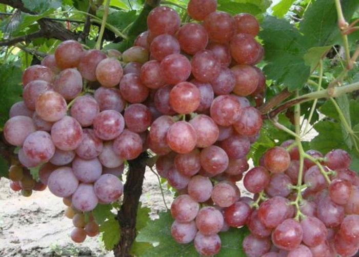 виноград изюминка описание сорта
