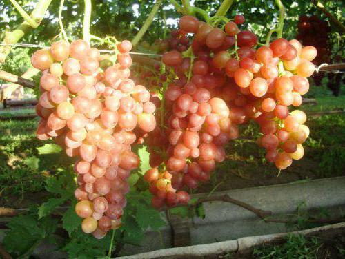 виноград тасон отзывы фото