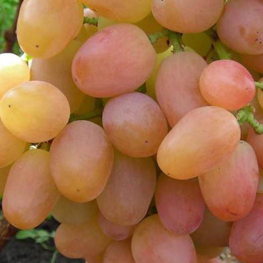 виноград тасон описание