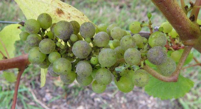 милдью винограда лечение 