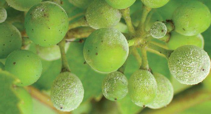 виноград милдью лечение описание болезни