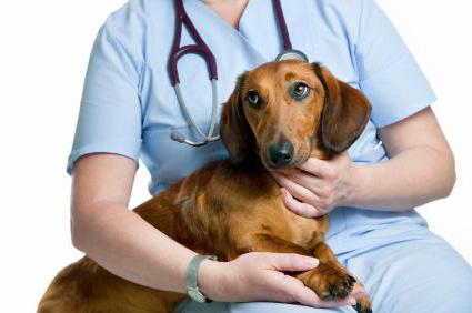 Мастоцитома у собак лечение