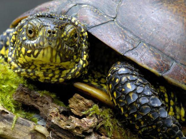 Чем кормить болотную черепаху