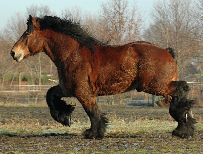 Ломовая лошадь