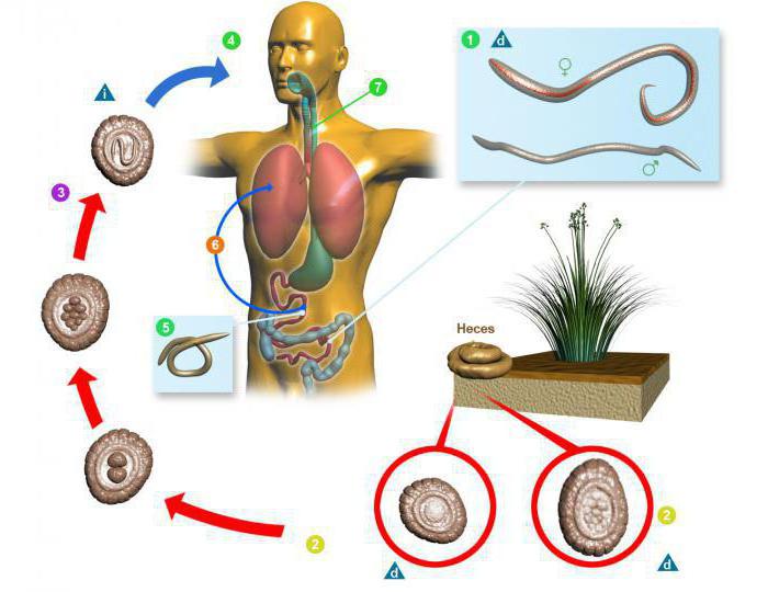 жизненный цикл эхинококка схема 