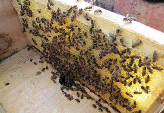 пчеловодство подкормка пчел на зиму