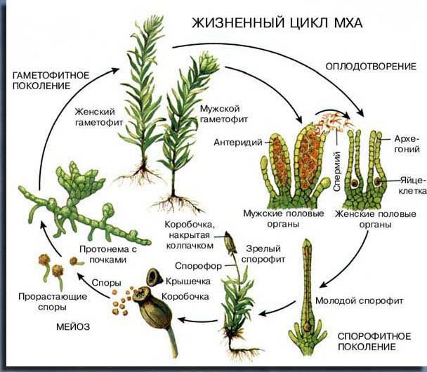 жизненный цикл покрытосеменных растений
