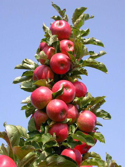 колоновидные яблони арбат фото