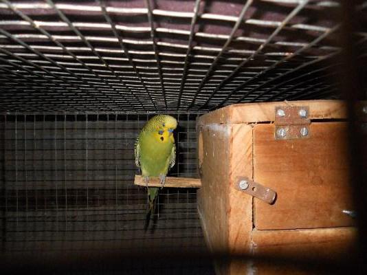  сделать домик для волнистых попугаев 