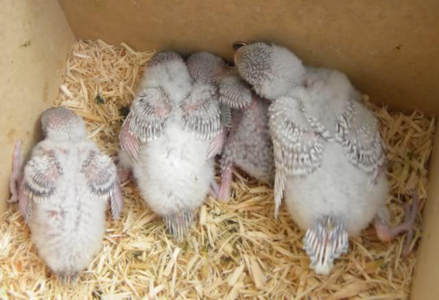 гнездовой домик для волнистых попугаев своими руками 