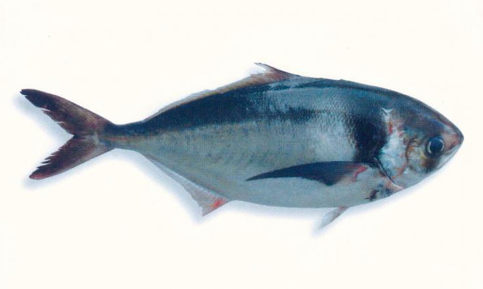 саворин рыба фото 