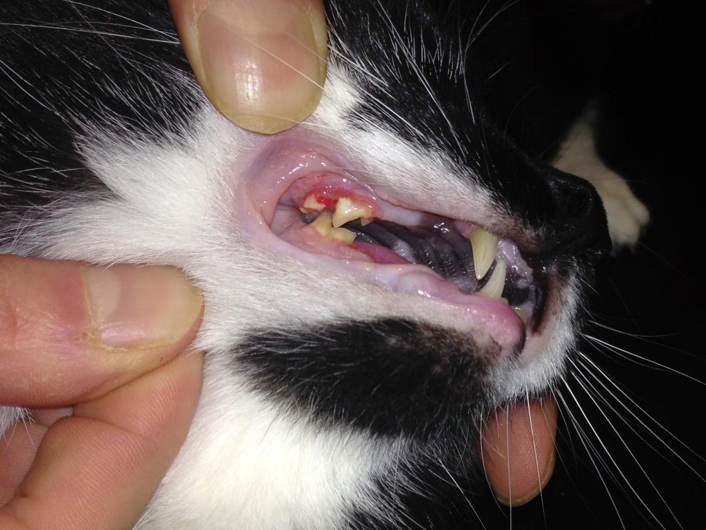 Почему у кота выпадают зубы?
