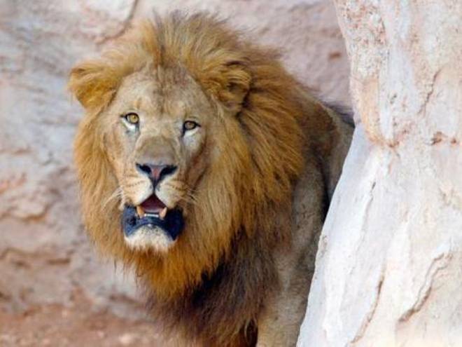 самые большие львы в мире