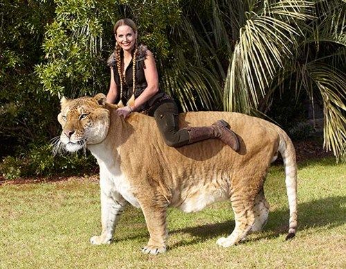 сколько весил самый большой лев в мире
