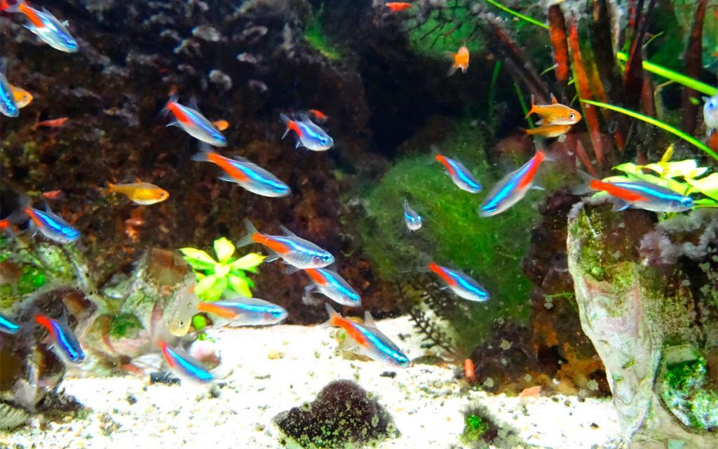 живородящие аквариумные рыбки