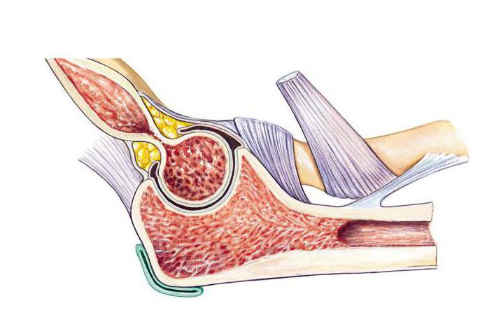 анатомия локтевого сустава человека
