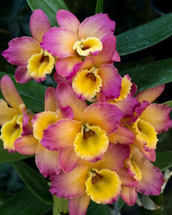Дендробиум нобиле: фото орхидеи