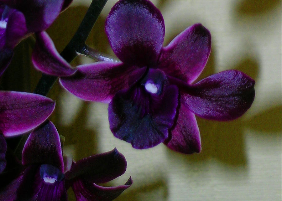 Уход за орхидеей Дендробиум нобиле